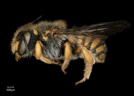   Anthidium oblongatum   female lateral habitus, photo: Chelsey Ritner 
